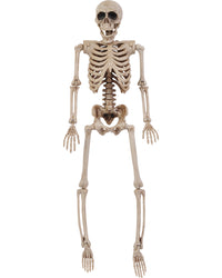 Skeleton 35cm - image 1