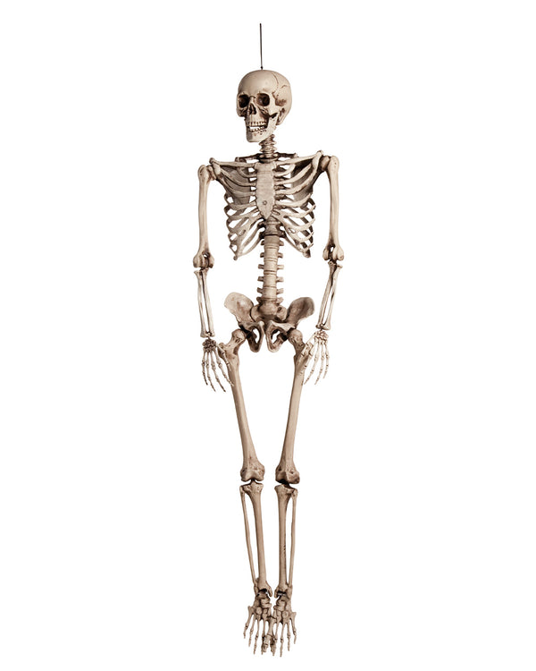 Skeleton Rubber